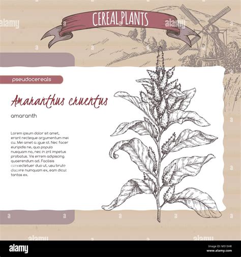 Amaranth Super Grain Stock Vector Images Alamy