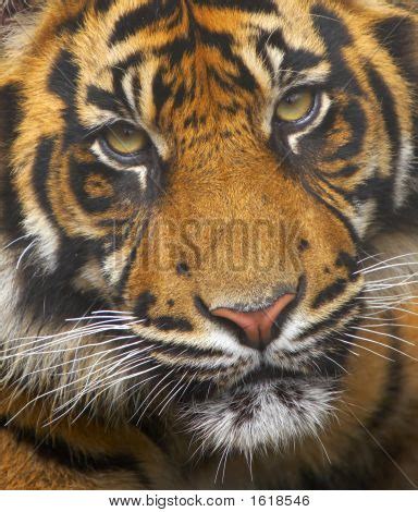 Endangered Sumatran Image & Photo (Free Trial) | Bigstock