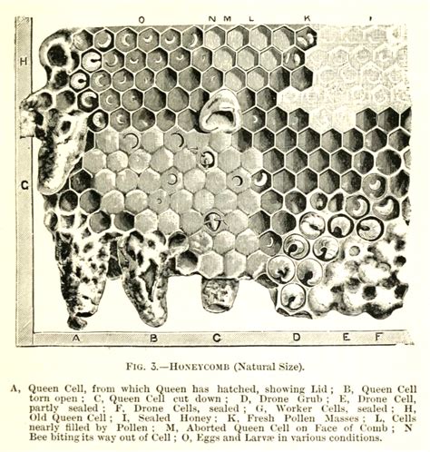 The Catacomb Part I – Honey Bee Comb Bee Buzz Box May 2023 - ACT ...