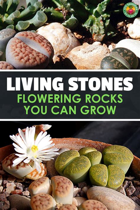 Lithops How To Grow And Care For Living Stone Plants Epic Gardening