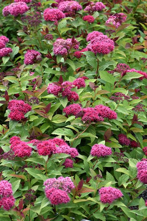 Double Play Doozie Spirea Spiraea Ncsx2 In Wilmette Chicago Evanston Glenview Skokie