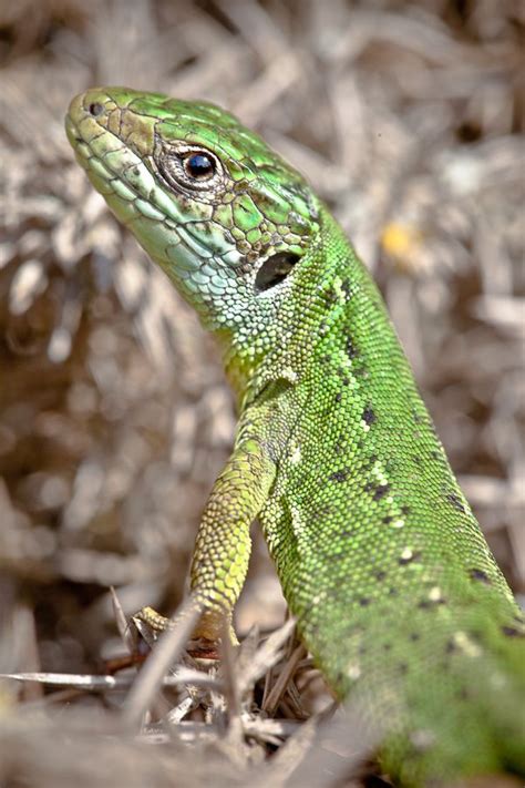 Green lizard. Photo by Dan Lay - Birds on the edgeBirds on the edge