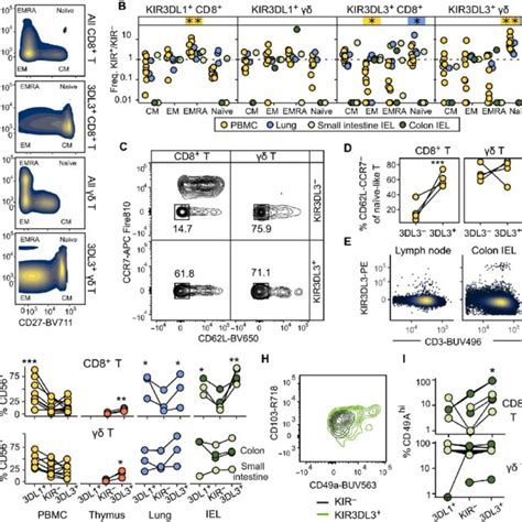 Kir Dl T Cells Can Coexpress Na Ve Innate And Tissue Resident T