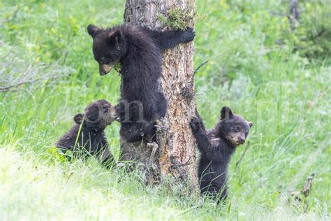 Black Bear Cubs Climbing Tree Tom Murphy Photography