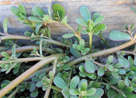 Purslane Organic Seeds Etsy