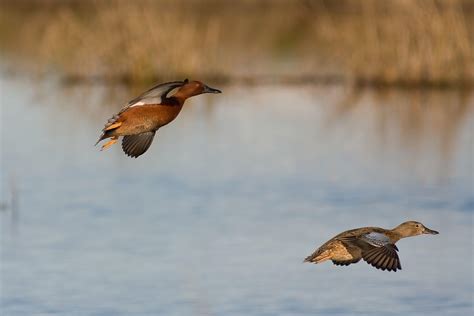 Delta Waterfowl Wallpapers - Top Free Delta Waterfowl Backgrounds ...