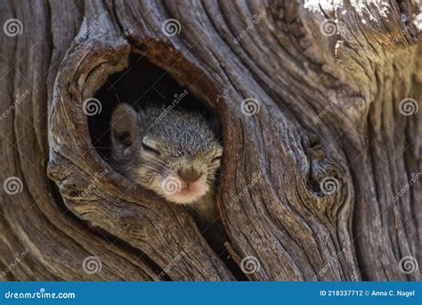 A Tiny Baby Tree Squirrel Sleeping While Its Head Is Peeping Out The