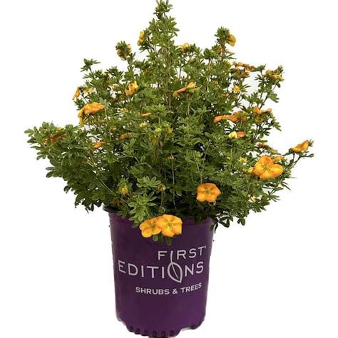 FIRST EDITIONS 2 Gal. Mandarin Tango Potentilla Live Shrub with Orange ...