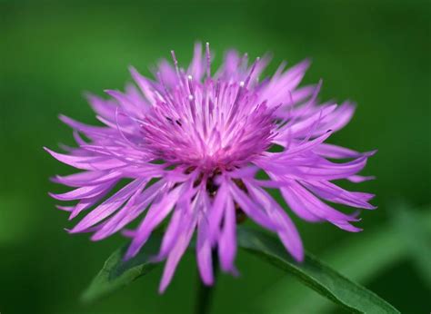 Fleurs d été Fleurs sauvages du Québec