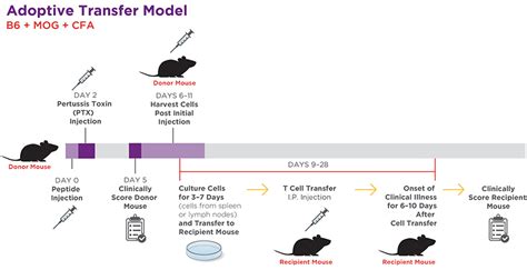 Generating Eae Mouse Models Of Multiple Sclerosis Taconic Biosciences