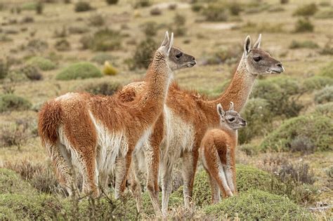 Guanako und Baby (Lama Guanaco), Anden, … – Bild kaufen – 71417974 ...