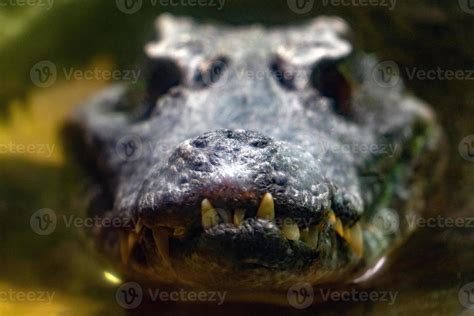 Crocodile Alligator cayman teeth close up 20241862 Stock Photo at Vecteezy