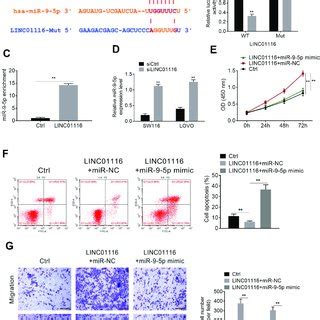 Linc Targeted Mir P A The Binding Site Of Linc And