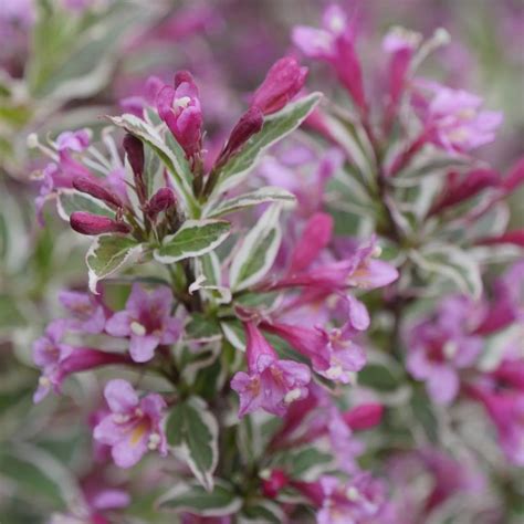 Weigela Florida My Monet® Purple Effect Verweig8 Ppaf Cpbraf From Nvk Nurseries