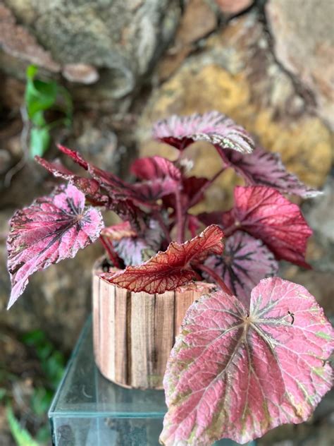 Details 200 Picture Flores Begonia Rex Abzlocal Mx