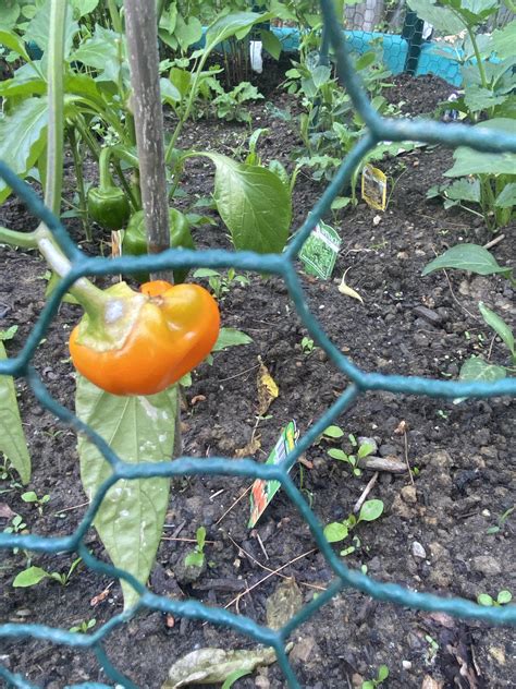 Not a hot pepper, but a pepper nonetheless. I overwintered the plant in