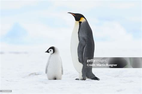 Emperor Penguin Chick And Adult Location Snow Hill Island Weddell Sea Antarctica High Res Stock