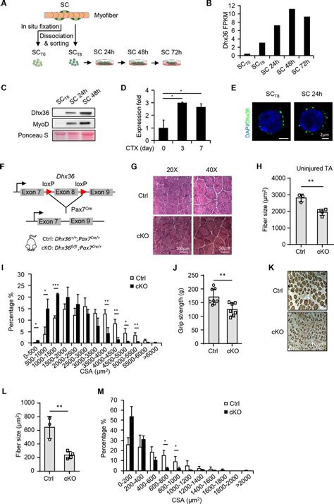 Biotin Rna Labeling Mix Roche Mixerxa