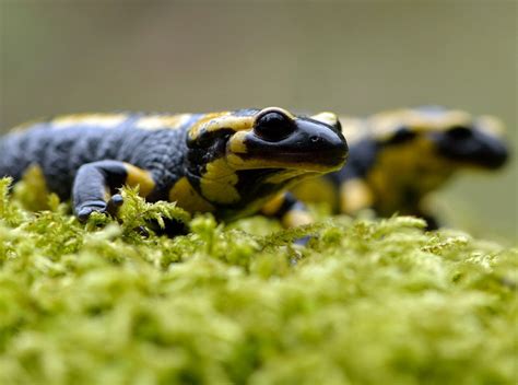 Instant Na Thur La Salamandre Tachetée Salamandra Salamandra