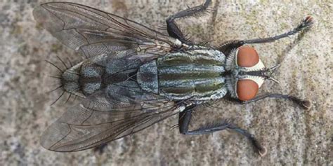 Cluster Flies