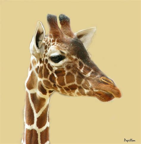 Free Photo Giraffe Giraffes Animal Animals Head Mammal Neck