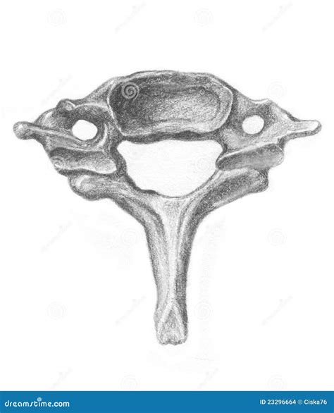 human anatomy seventh cervical vertebra stock illustration