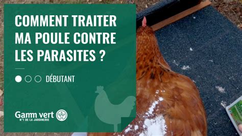 Tuto Comment Traiter Ma Poule Contre Les Parasites Gamm Vert