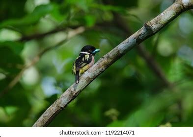 Black Yellow Broadbills Perches On Brunch Stock Photo 1192214071 ...