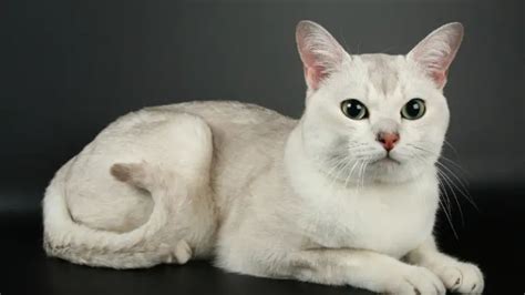 ASHERA CAT PERSONALITY AND BREED (ALL YOU NEED TO KNOW) - DorkyCats