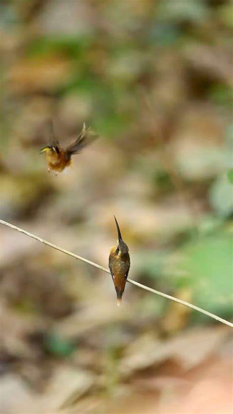 🔥 Hummingbird mating dance : r/NatureIsFuckingLit