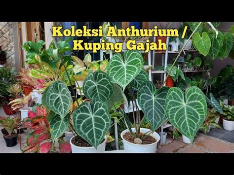 Review Koleksi Anthurium Kuping Gajah Di Terasku Mrs Tamara Youtube