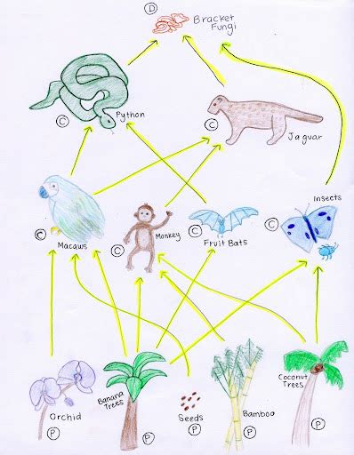 Food Web Of Tropical Rainforest