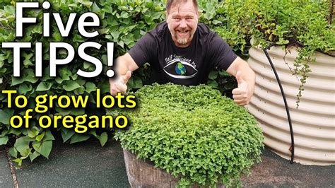 5 Tips How To Grow A Ton Of Oregano In Containers Youtube