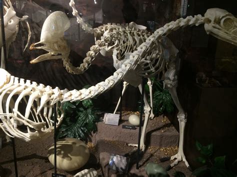 Cassowary Skeleton