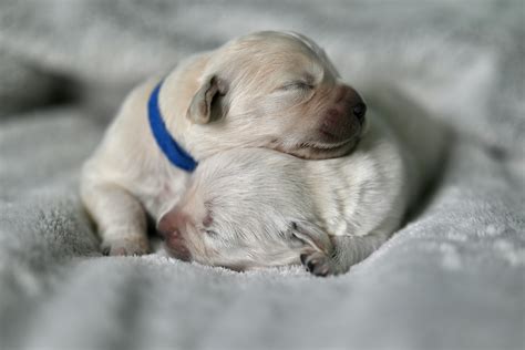 Newborn Goldendoodles: Caring for Your Growing Companion