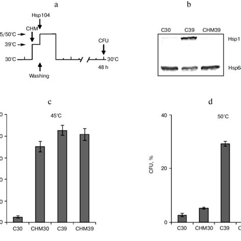 Effect Of Cycloheximide On Induced Thermotolerance And Hsp104