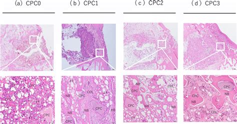 Histological Micrographs Of Tissue Sections Stained With Hematoxylin