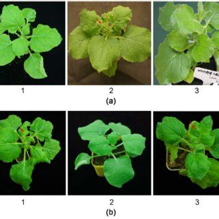 Growth Status Of N Benthamiana After Co Inoculation With Orsv