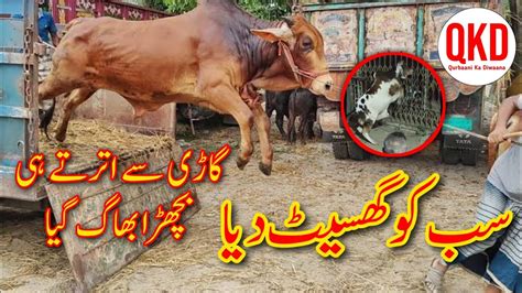 Most Dangerous Cow In Nazimabad Karachi Ye Nahi Dekha To Kuch Nahi