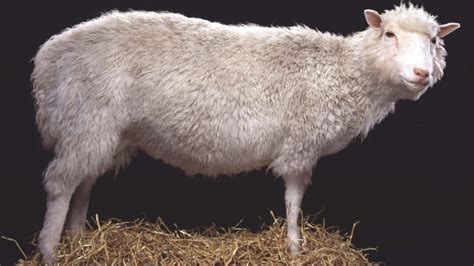 Dolly the Sheep: 26 Years Later, a Groundbreaking Scientific Achievement — Transcontinental Times