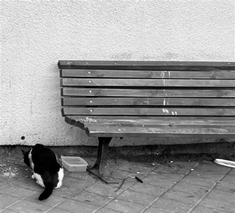 Street Cat by Anat Ambar | Artwork Archive