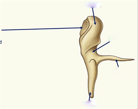 Diagram Of Auditory Ossicles Malleus Quizlet