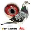 Mix Of Top Pigeons GPS Auctions