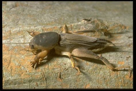 Controlling Mole Cricket Infestations | The Grass Outlet | Texas