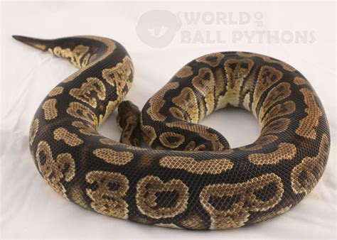 Dangerous Snakes: ball python snake