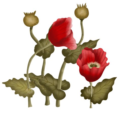 Poppies Illustration Clipart Png Images Botanical Vintage Poppy