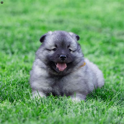 Missy - Keeshond Puppy For Sale in Pennsylvania