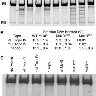 The Mukb Parc Interaction Enhances Mukb Dependent Topo Iv Catalyzed