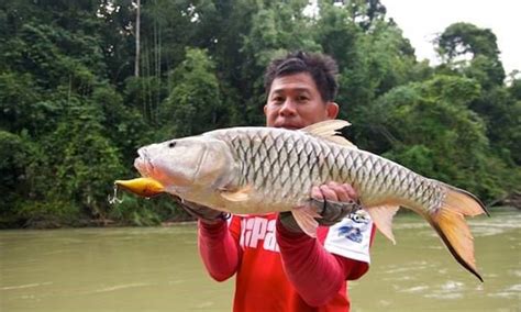 Ini Sebabnya Sebarau Menjadi Spesies Kegilaan Pemancing Umpan