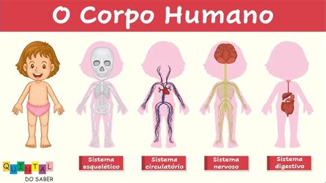 O Desenho Do Corpo Humano - Partes Do Corpo Humano Desenho